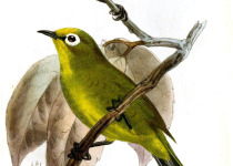 Reichenow's Sunbird