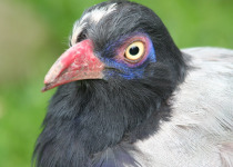 Renauld's ground cuckoo