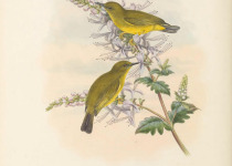 Rendova White-eye