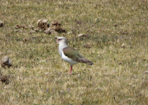 Resplendent Lapwing