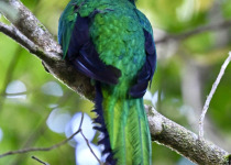 Resplendent Quetzal