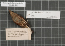 Reunion Grey White-eye