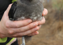 Rhinoceros Auklet