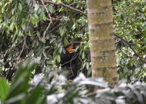 Rhinoceros Hornbill