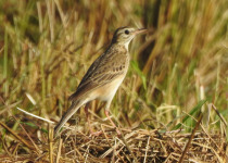 Richard's Pipit