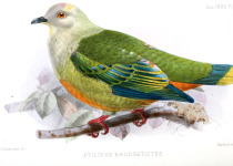 Richards's Fruit Dove