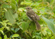 Ridgway's Pewee
