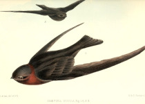 Ridgway's Rough-winged Swallow