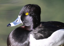 Ring-necked Duck
