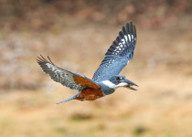 Ringed Kingfisher