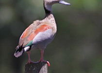 Ringed Teal