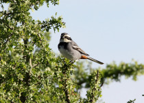 Ringed Warbling Finch