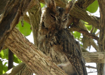 Rinjani scops owl