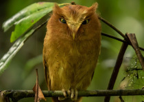 Rinjani scops owl