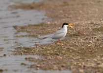 River tern