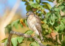 Roadside Hawk