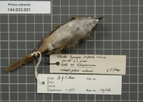 Roberts's Mountain Finch