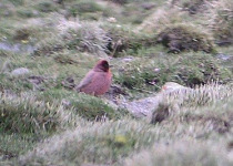Roborovski Rosefinch