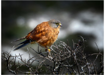 Rock Kestrel