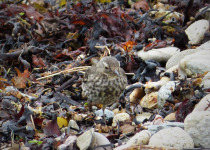 Rock Pipit