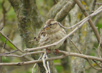 Rock Sparrow