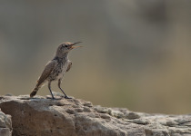 Rock Wren