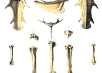 Rodrigues Blue Pigeon