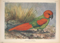 Rodrigues Parrot