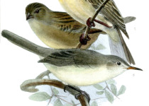 Rodrigues Warbler