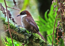 Roraima Tapaculo