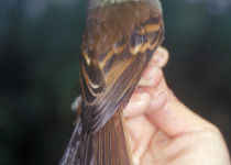 Roraiman Flycatcher