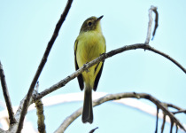Roraiman Tyrannulet