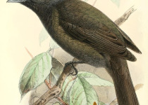 Roraiman Tyrant-Manakin