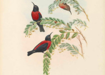 Rose-banded Honeyeater