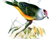 Rose-crowned Fruit Dove