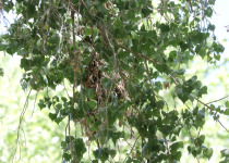 Rose-throated Becard