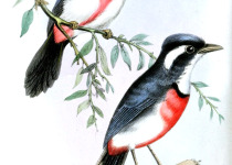 Rose-throated Tanager