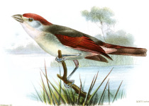 Rose-throated Tanager