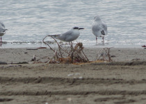 Roseate Tern