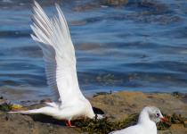 Roseate Tern
