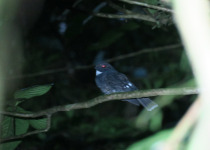 Rosenberg's Nightjar