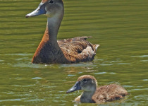Rosy-billed Pochard