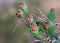 Rosy-faced Lovebird