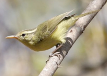 Rote Leaf Warbler