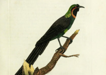 Rothschild's Astrapia