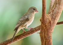 Rothschild's canary