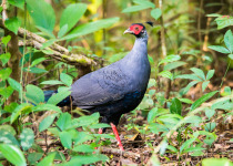 Rothschild's pheasant