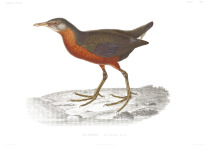Rouget's Rail
