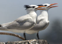 Royal Tern