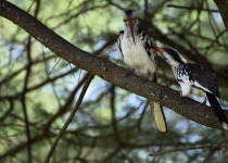 Ruaha hornbill
